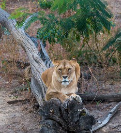 Portrait of cat sitting on tree