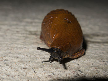 Close-up of snail