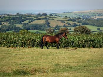 Horse in a field