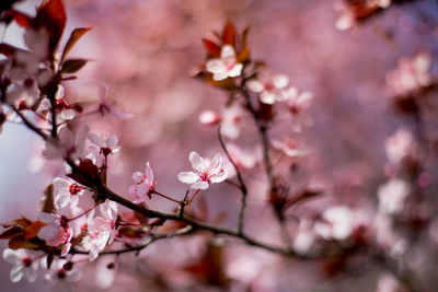 Spring flowers