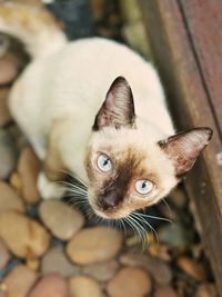 Close-up portrait of kitten