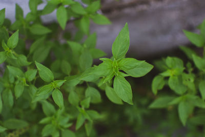 Close-up of green leaves
