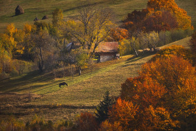 Trees on field during autumn