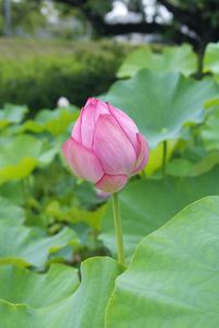 Close-up of pink lotus water lily blooming outdoors
