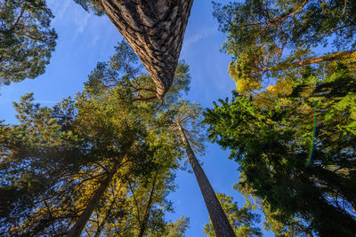 Low angle view of trees against blue sky