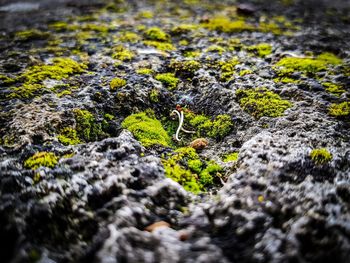 Close-up of caterpillar on moss