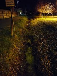 Illuminated trees at night