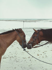 View of a horse on the beach