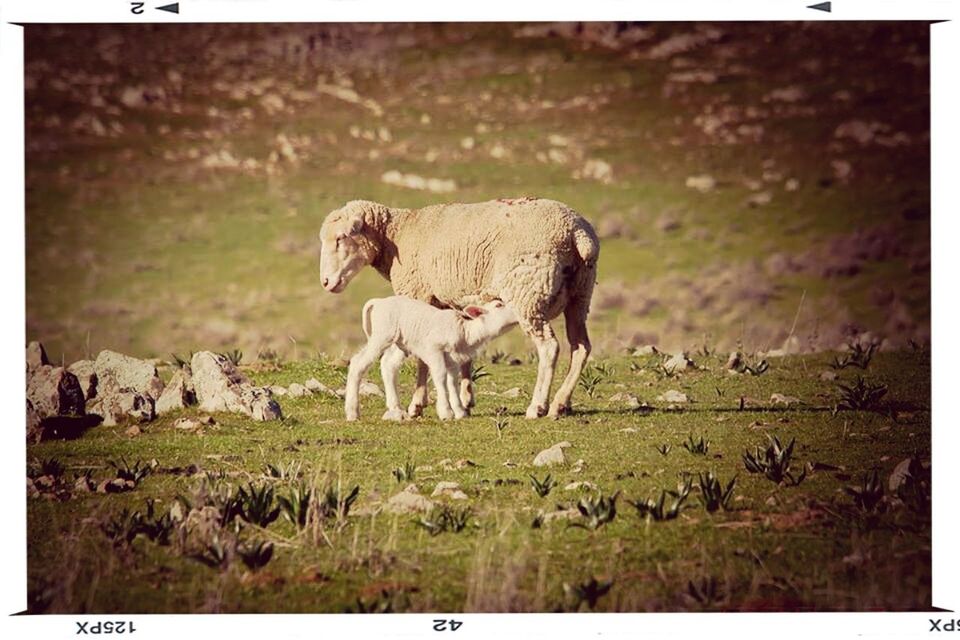 animal themes, animals in the wild, wildlife, field, transfer print, grass, mammal, livestock, auto post production filter, grazing, standing, nature, landscape, herbivorous, grassy, full length, sheep, safari animals, zoology