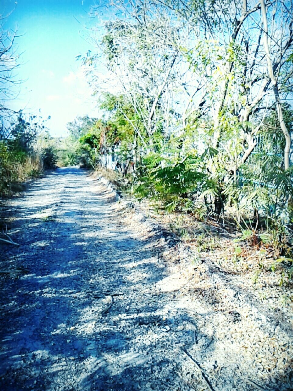 the way forward, tree, tranquility, diminishing perspective, tranquil scene, nature, vanishing point, dirt road, beauty in nature, scenics, road, sky, growth, water, footpath, day, sunlight, no people, bare tree, branch