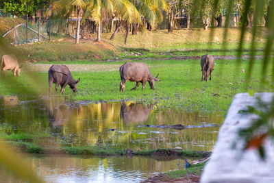 Sheep grazing in a lake