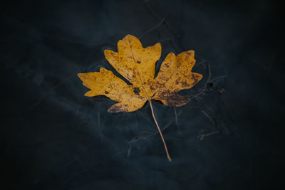 High angle view of maple leaves on plant