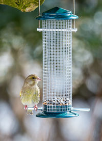 Close-up of bird perching on feeder