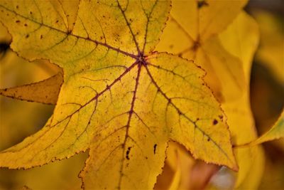 Close-up of yellow maple leaves