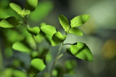 Close-up of green leaves