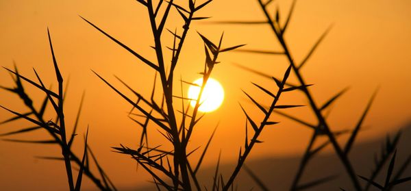 Plants at sunset