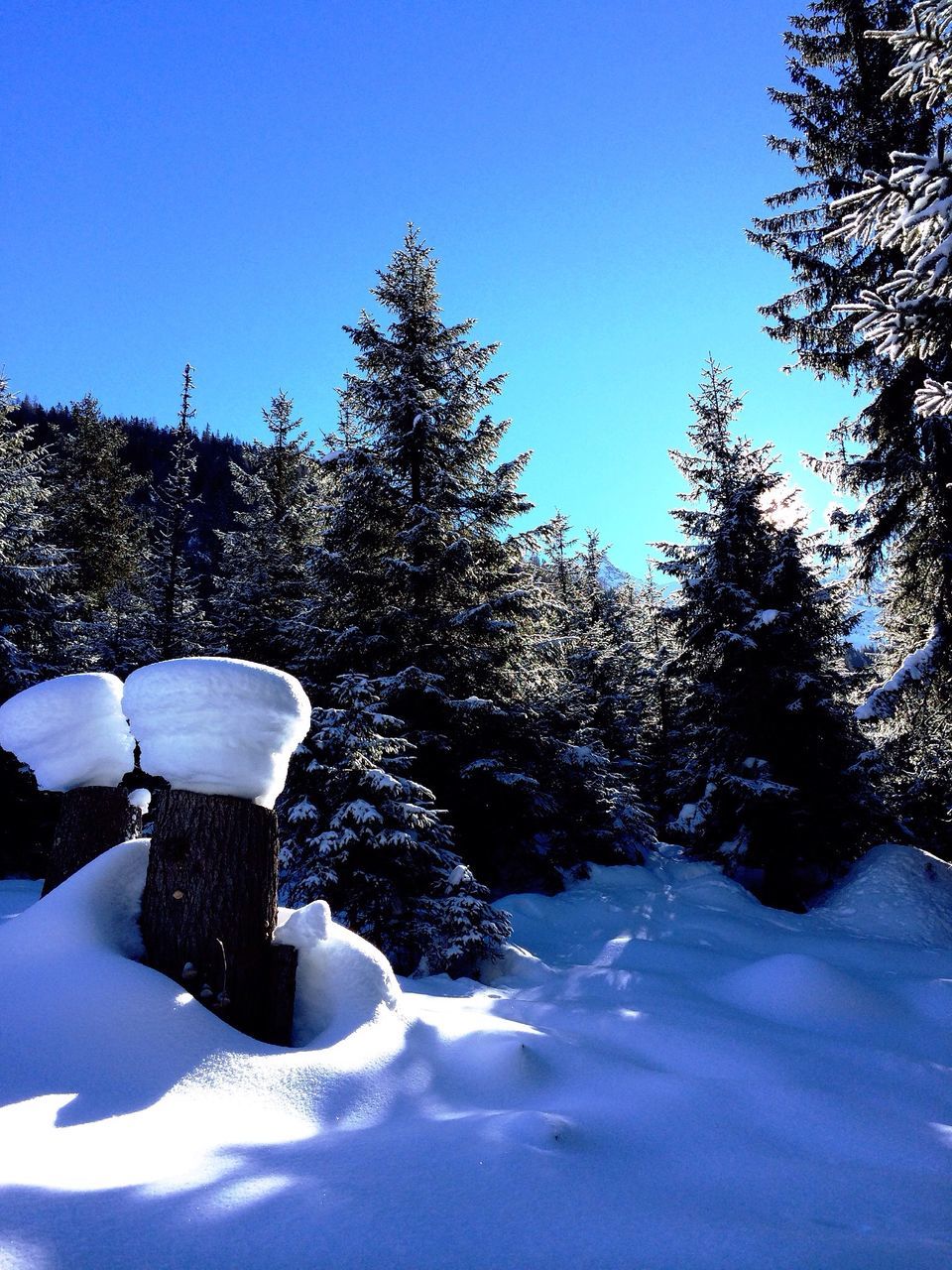 snow, winter, cold temperature, clear sky, blue, season, tree, tranquility, tranquil scene, copy space, beauty in nature, nature, frozen, landscape, scenics, covering, field, sunlight, weather, white color