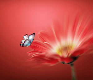 Close-up of red flower