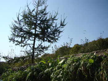Plants growing on land against clear sky