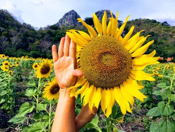 Cropped hand by sunflower on field