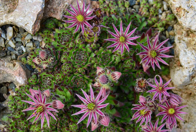 High angle view of purple flowering plants