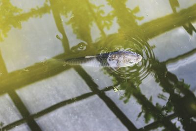 High angle view of turtle swimming in lake