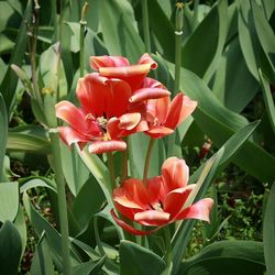 Close-up of red tulips