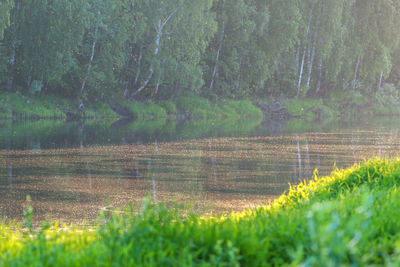 Close-up of water drops on grassy field