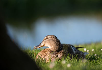 Side view of bird on grass