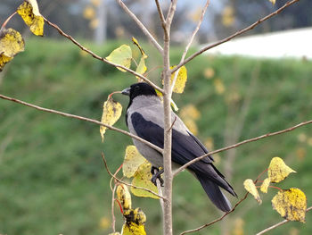 Close-up of bird perching on tree