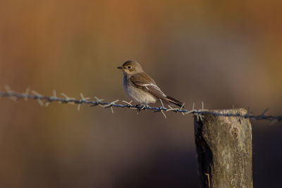 Close-up of bird perching on wooden post