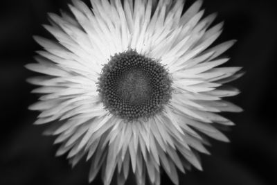 Close-up of daisy flower