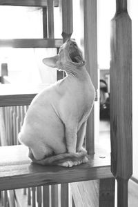 Cat looking away while sitting on chair