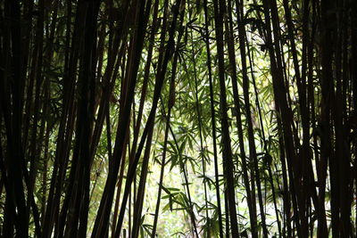 Low angle view of bamboo trees in forest