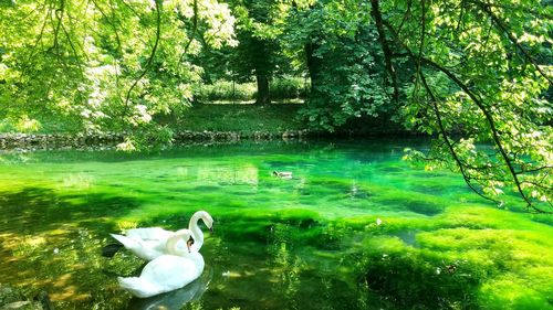 Swan floating on lake