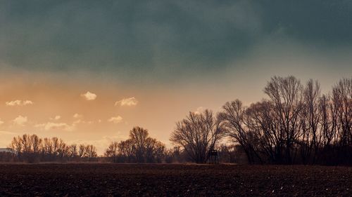 Trees on field against sky during sunset