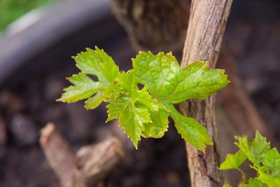 Close-up of green leaves on plant