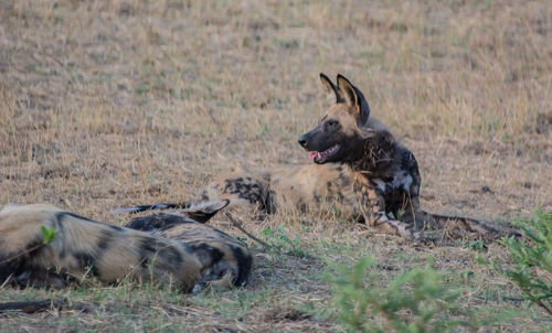 View of a dog on field