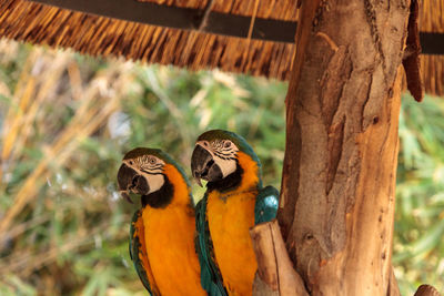 Close-up of gold and blue macaws perching on wood