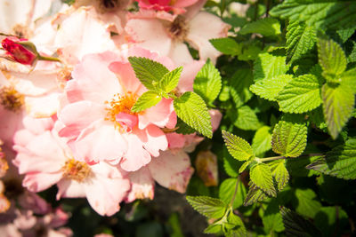 Close-up of flowers