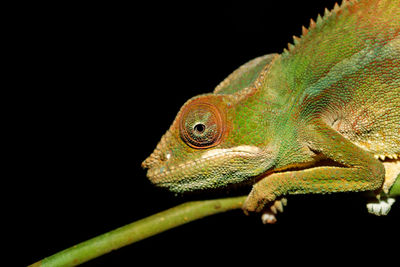 Close-up of a lizard over black background