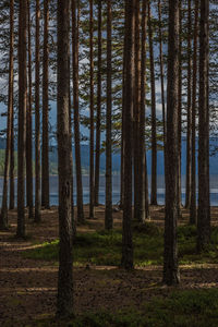 Pine trees in forest