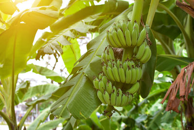 Close-up of banana tree