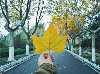 Cropped hand of person holding maple leaf amidst trees on road