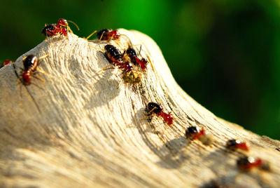 Close-up of ant on wood