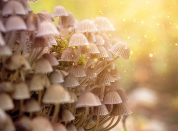 Close-up of mushroom growing outdoors