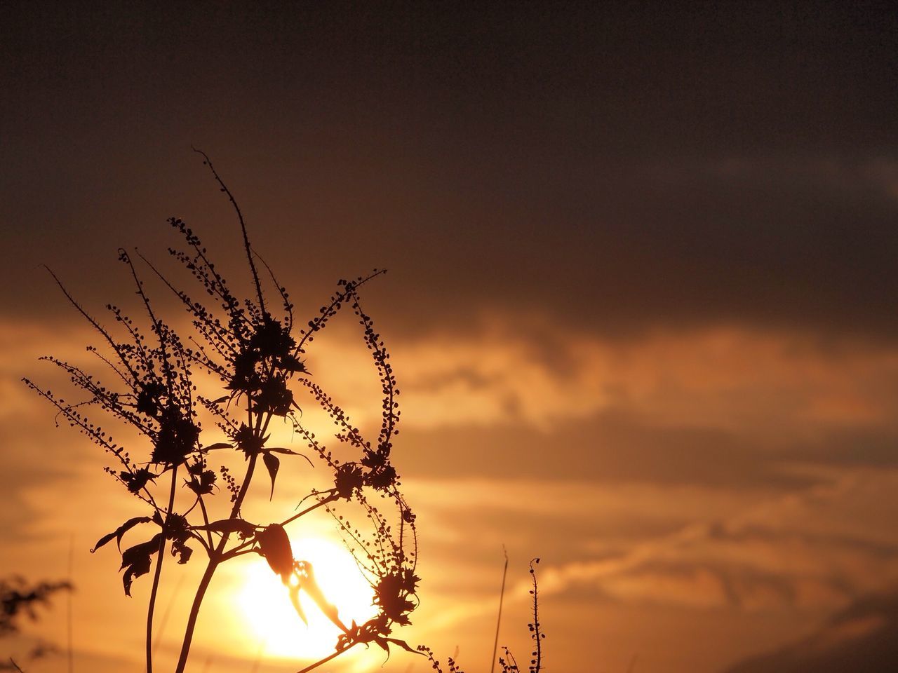 sunset, silhouette, sky, sun, tranquility, nature, beauty in nature, low angle view, orange color, tranquil scene, scenics, plant, growth, cloud - sky, idyllic, outdoors, sunlight, cloud, no people, back lit