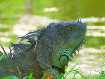 Close-up of lizard in water