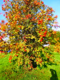 Trees in park