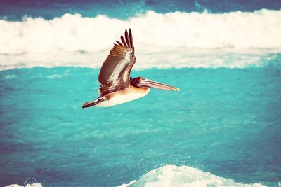 Seagulls flying over sea